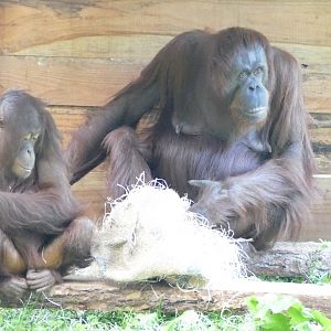 Bornean orangutan mother and daughter, September 2020