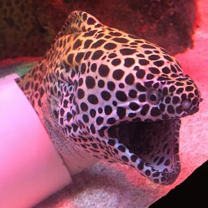 Angry Moray