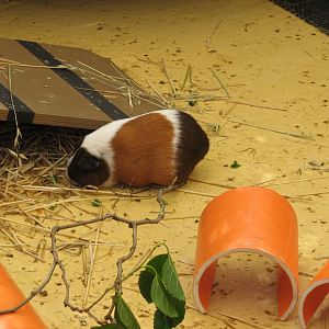 Guinea Pig (2008)