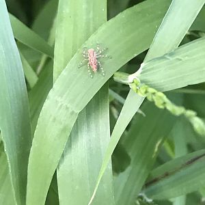 Bronze Jumping Spider (Helips minitabunda)