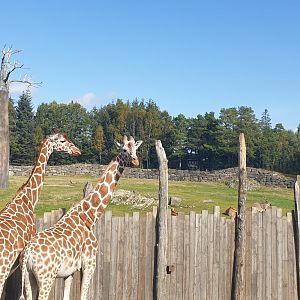 Generic Giraffe, Savanna