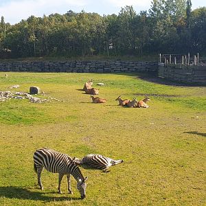 Grant's Zebra, Common Eland, Blesbock, Savanna