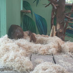 Bornean Orangutan mother with baby