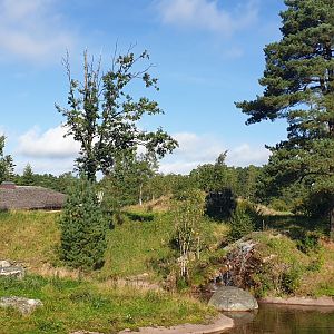 African Lion enclosure