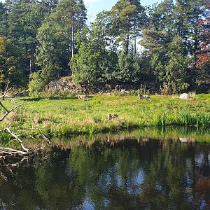 South African Cheetah