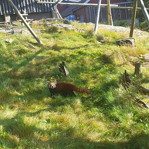 Red Panda