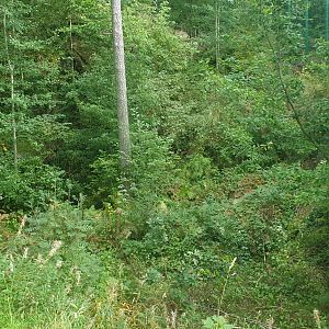 Siberian Tiger enclosure