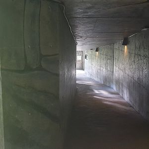 Siberian Tiger tunnel