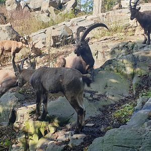 Alpine Ibex