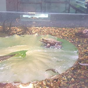 Pool Frog (Pelophylax lessonae)