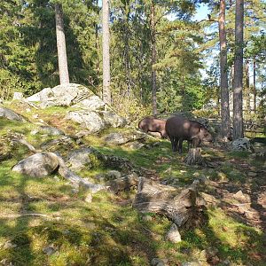 Lowland Tapir/ Capybara