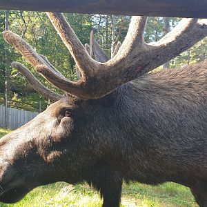 Eurasian Elk