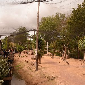 Australian aviary with Rock Wallaby