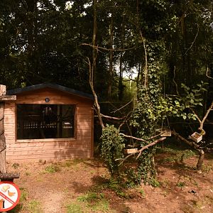 Golden Lion Tamarin island
