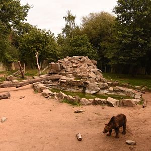 Brown Bear enclosure