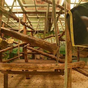 part of Sumatran Orangutan indoors