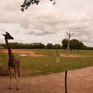 Giraffe savanna