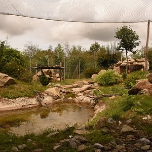 Snow Leopard enclosure