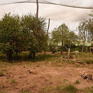 part of Wolf enclosure