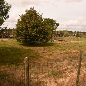 Cheetah enclosure