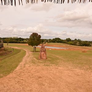 White Rhino savannah