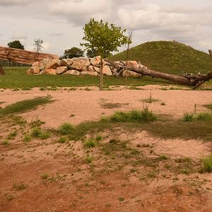 New African Lion enclosure