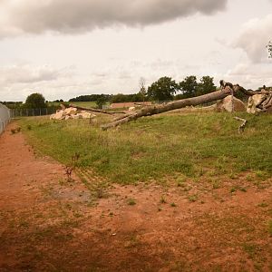 New African Lion enclosure