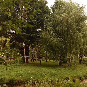 Golden-cheeked Gibbon island