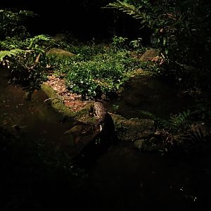 Fishing Cat Trail - Fishing Cat