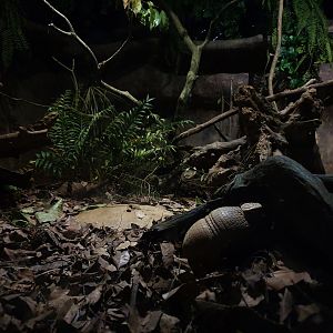 Fishing Cat Trail - Southern Three-banded Armadillo