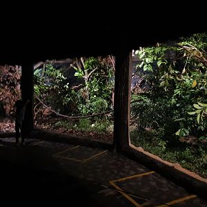 Fishing Cat Trail - Common Palm Civet and Sunda Pangolin exhibit