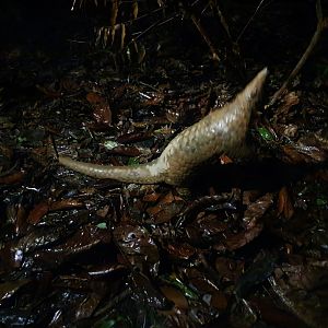Fishing Cat Trail - Sunda Pangolin