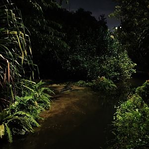Fishing Cat Trail - Indian Gharial