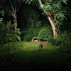 Fishing Cat Trail - Striped Hyena