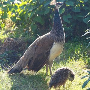 Blue peafowl hen with chick (Pavo cristatus), 2020-09-02