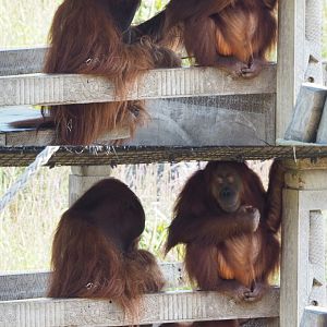 Sumatran orangutans Ujian, Sari en Berani (Pongo abelii), 2020-09-02