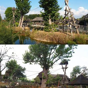Sumatran orangutan and Asian small-clawed otter island, 2020-09-02