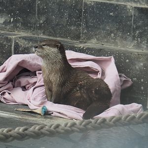 Asian small-clawed otter (Aonyx cinereus), 2020-09-02