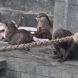 Asian small-clawed otters (Aonyx cinereus), 2020-09-02