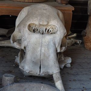 Elephant skull, 2020-09-02