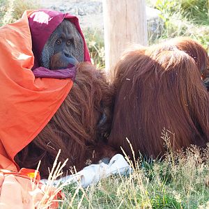 Sumatran orangutans Gempa and Sinta, 2020-09-02