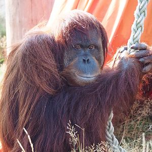 Sumatran orangutan Sinta, 2020-09-02