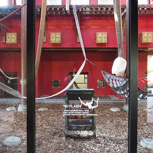 Indoor housing second Sumatran orangutan exhibit, 2020-09-02