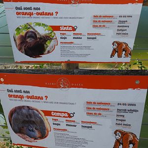 Information signs second Sumatran orangutan group (Gempa and Sinta), 2020-09-02