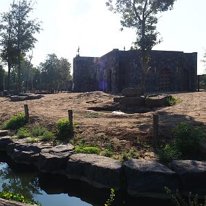 Asian elephant temple elephant paddock 1, 2020-09-02