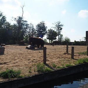 Asian elephant temple elephant paddock 2, 2020-09-02
