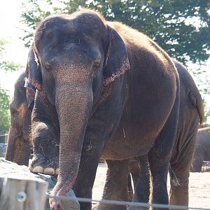 Asian elephant (Elephas maximus), 2020-09-02