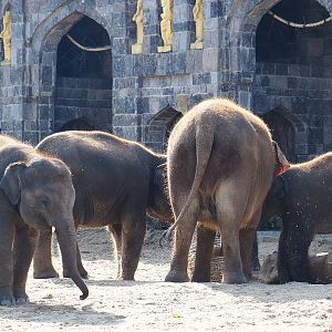 Asian elephants (Elephas maximus), 2020-09-02