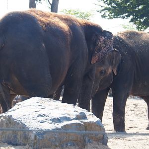 Asian elephants (Elephas maximus), 2020-09-02