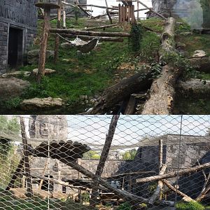 Javan leopard exhibit, 2020-09-02